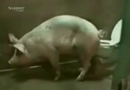 Velopdragen gris