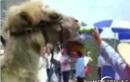 Dranker kamel
