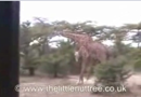Girafkrig på savannen