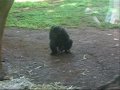 Chimpanse Hygger sig med frø