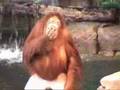 Sjov orangutang