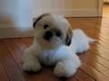 Shih Tzu hvalp